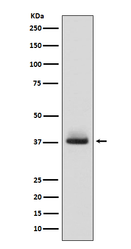 Rabbit monoclonal antibody