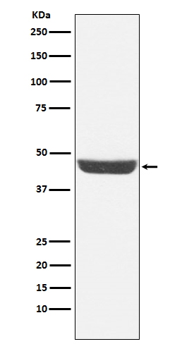 Rabbit monoclonal antibody