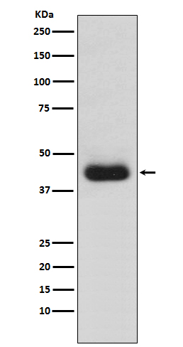 Rabbit monoclonal antibody
