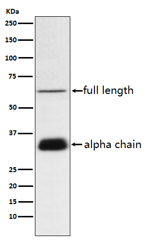 Rabbit monoclonal antibody