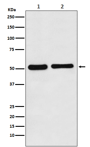 Rabbit monoclonal antibody
