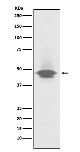 Rabbit monoclonal antibody
