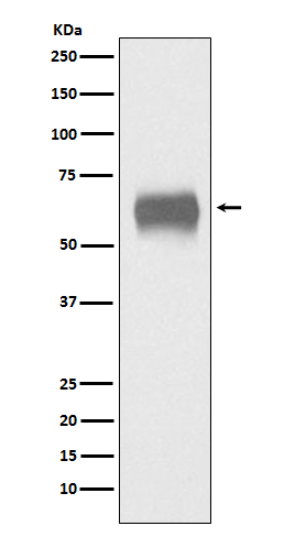 Rabbit monoclonal antibody