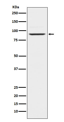 Rabbit monoclonal antibody