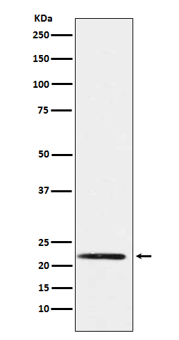 Rabbit monoclonal antibody