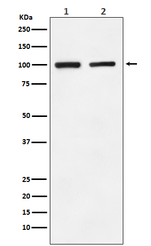 Rabbit monoclonal antibody