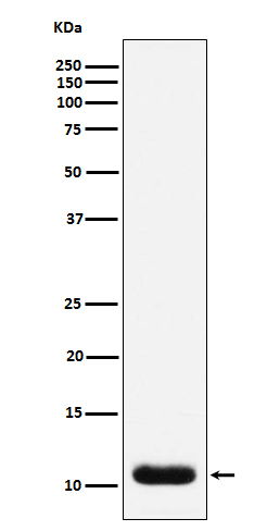 Rabbit monoclonal antibody