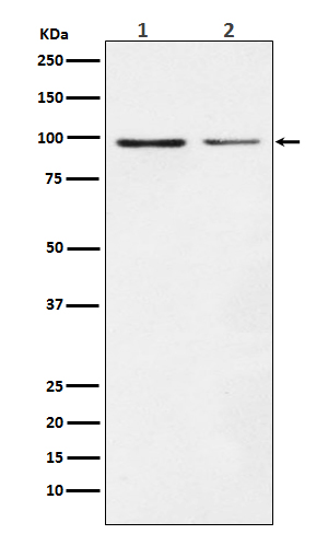 Rabbit monoclonal antibody
