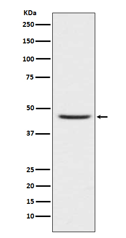 Rabbit monoclonal antibody