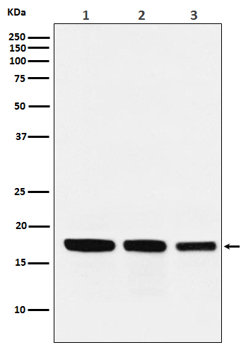 Rabbit monoclonal antibody