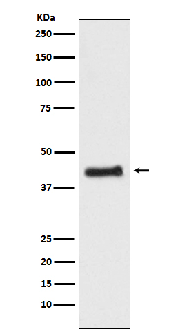 Rabbit monoclonal antibody