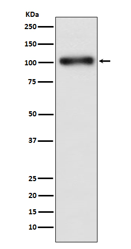 Rabbit monoclonal antibody