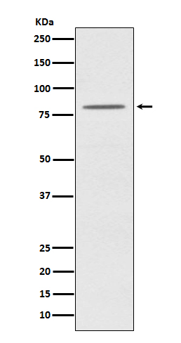Rabbit monoclonal antibody