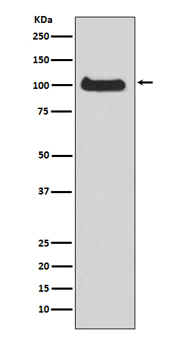 Rabbit monoclonal antibody