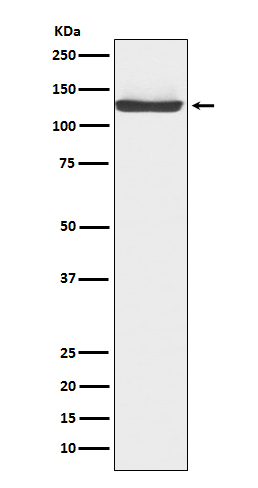 Rabbit monoclonal antibody