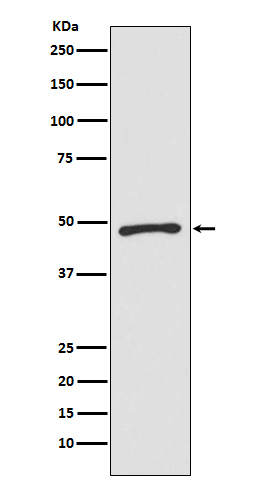 Rabbit monoclonal antibody