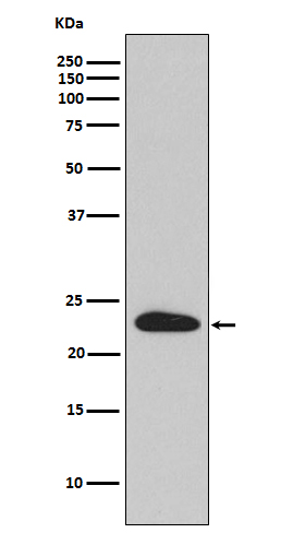 Rabbit monoclonal antibody