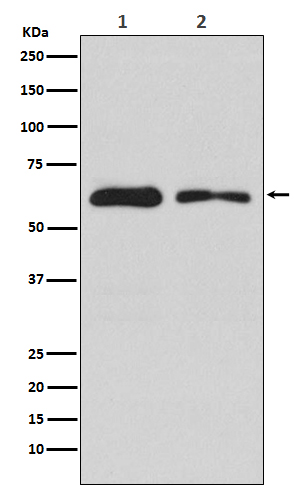 Rabbit monoclonal antibody