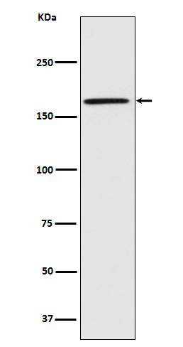 Rabbit monoclonal antibody