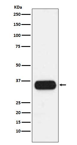 Rabbit monoclonal antibody