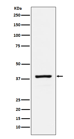 Rabbit monoclonal antibody
