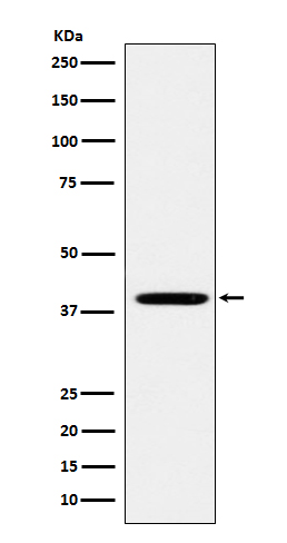 Rabbit monoclonal antibody