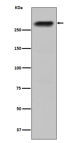 Rabbit monoclonal antibody