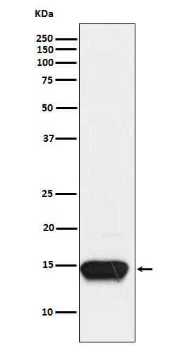 Rabbit monoclonal antibody