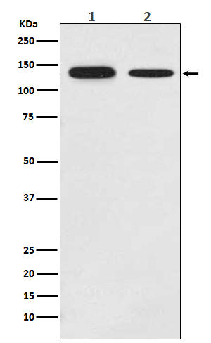 Rabbit monoclonal antibody