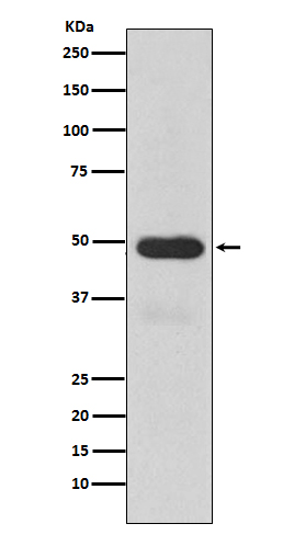 Rabbit monoclonal antibody