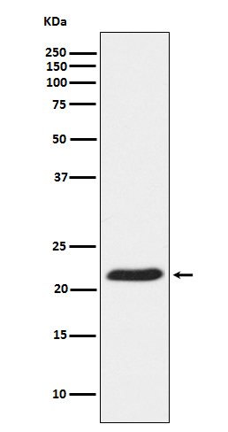 Rabbit monoclonal antibody