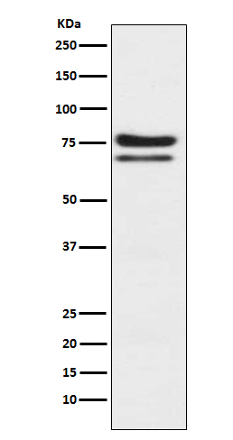 Rabbit monoclonal antibody