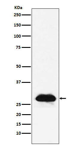 Rabbit monoclonal antibody