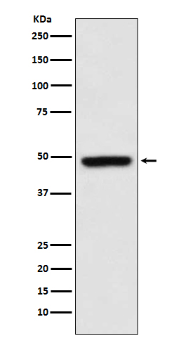 Rabbit monoclonal antibody