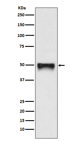 Rabbit monoclonal antibody