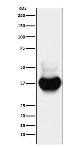 Rabbit monoclonal antibody