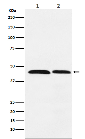 Rabbit monoclonal antibody