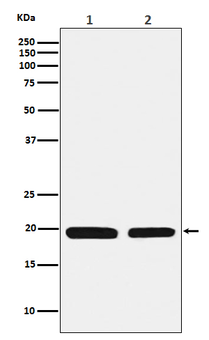 Rabbit monoclonal antibody