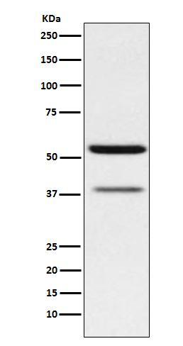 Rabbit monoclonal antibody