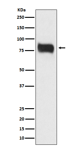 Rabbit monoclonal antibody