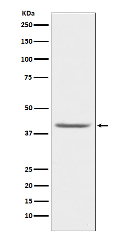 Rabbit monoclonal antibody