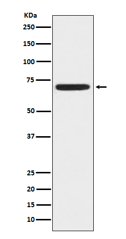 Rabbit monoclonal antibody