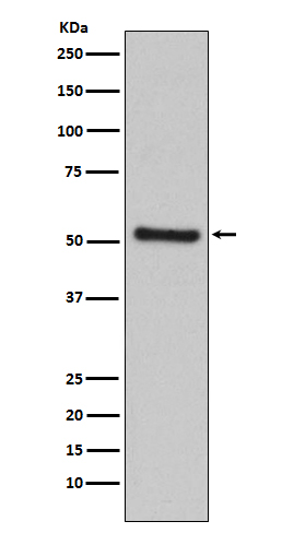 Rabbit monoclonal antibody