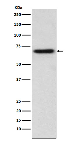 Rabbit monoclonal antibody