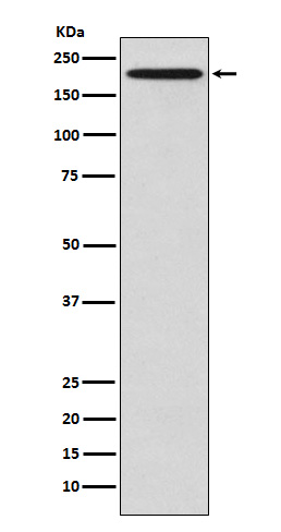 Rabbit monoclonal antibody