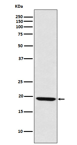 Rabbit monoclonal antibody