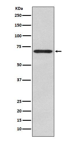 Rabbit monoclonal antibody