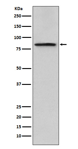 Rabbit monoclonal antibody
