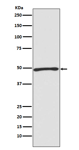 Rabbit monoclonal antibody