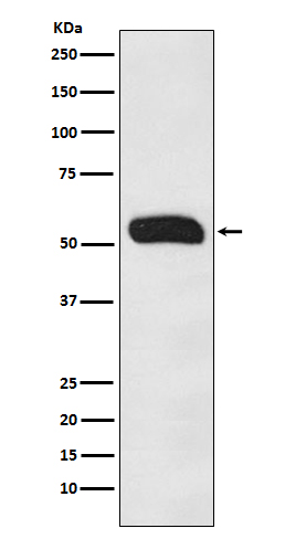 Rabbit monoclonal antibody